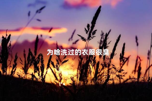 为啥洗过的衣服很臭