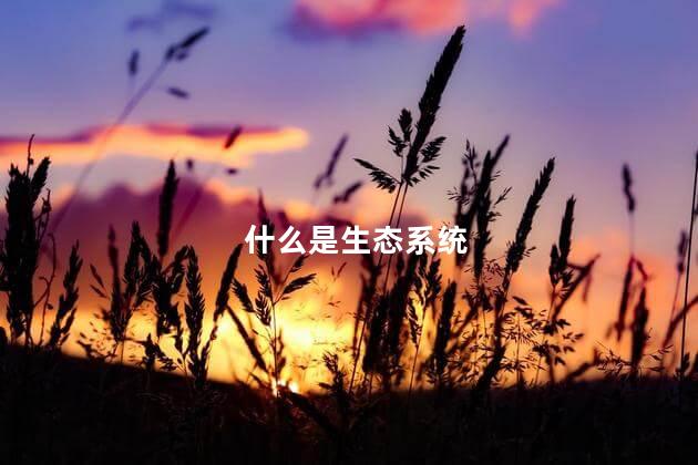 什么是生态系统 生态系统是什么